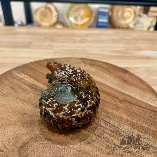 Reserve Polished Douvilleiceras Ammonite 4.03’’ - Fossil Specimen
