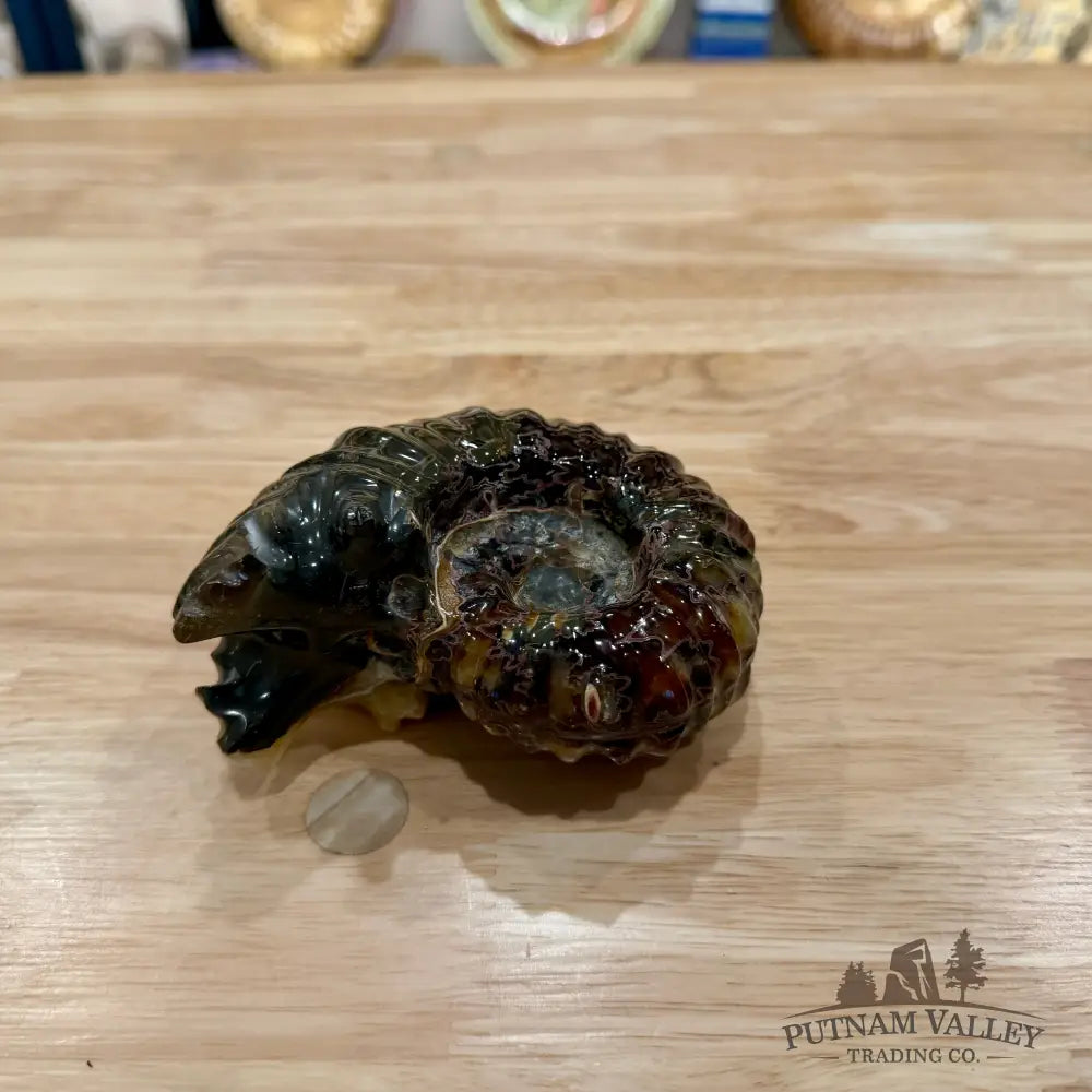 Reserve Polished Douvilleiceras Ammonite 4.31’’ | Madagascar - Fossil Specimen