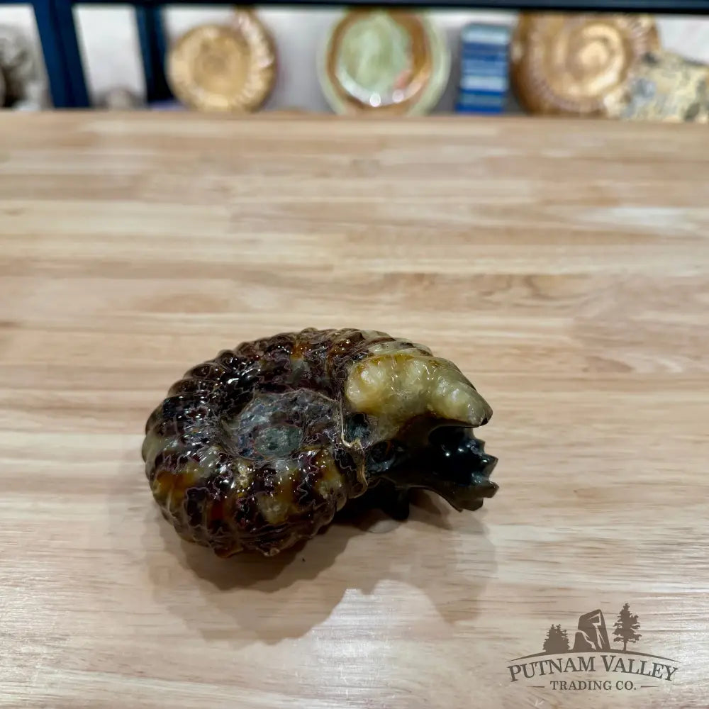 Reserve Polished Douvilleiceras Ammonite 4.31’’ | Madagascar - Fossil Specimen