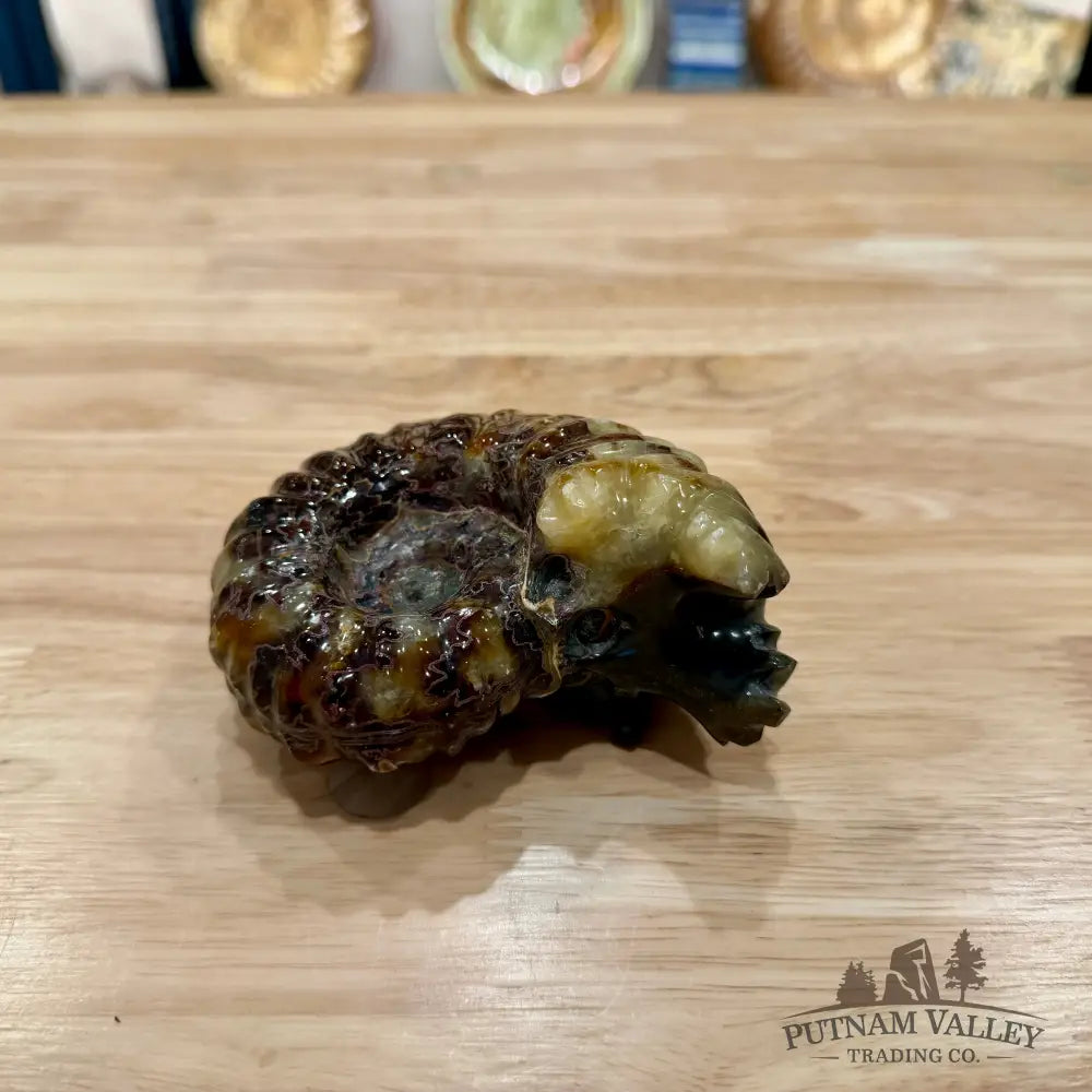 Reserve Polished Douvilleiceras Ammonite 4.31’’ | Madagascar - Fossil Specimen
