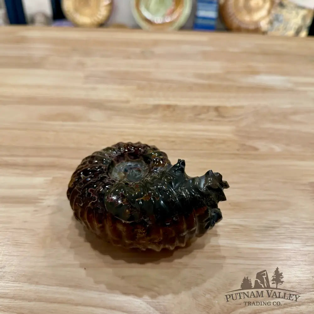 Reserve Polished Douvilleiceras Ammonite 4.31’’ | Madagascar - Fossil Specimen