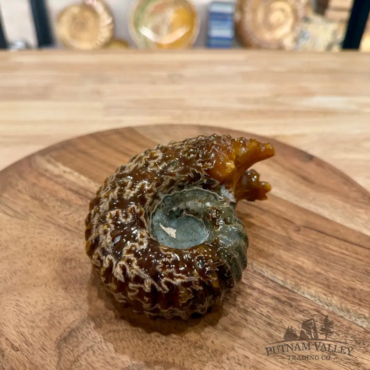 Reserve Polished Douvilleiceras Ammonite 4.5’’ - Fossil Specimen