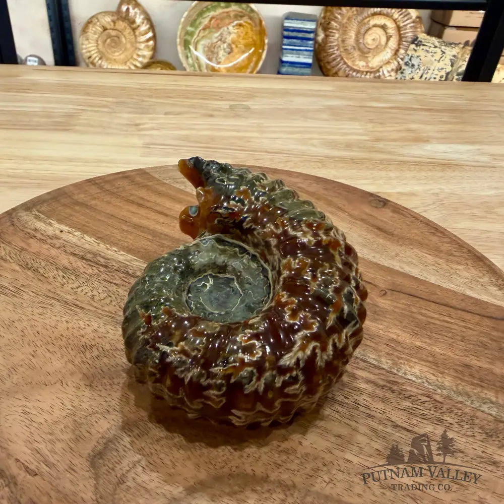 Reserve Polished Douvilleiceras Ammonite 4.5’’ - Fossil Specimen