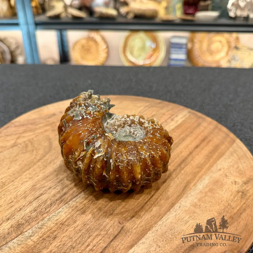 Reserve Polished Douvilleiceras Ammonite 4.63’’ - Fossil Specimen