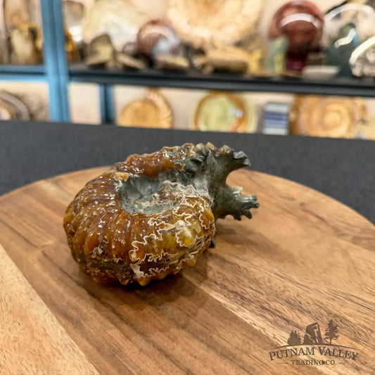 Reserve Polished Douvilleiceras Ammonite 4.63’’ - Fossil Specimen