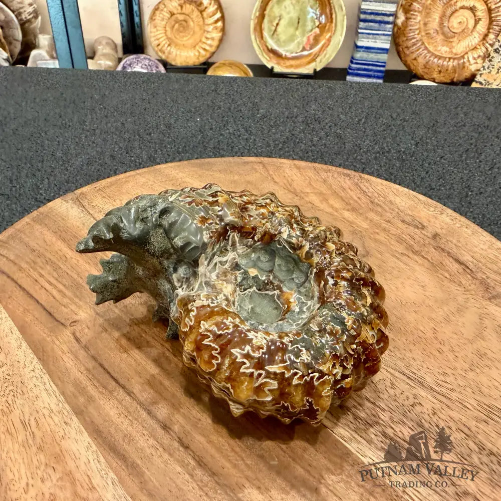 Reserve Polished Douvilleiceras Ammonite 4.63’’ - Fossil Specimen