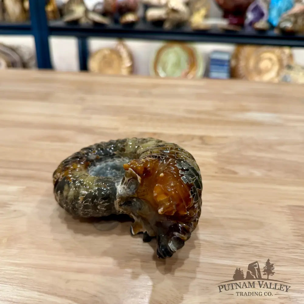 Reserve Polished Douvilleiceras Ammonite 4.82’’ | Madagascar - Fossil Specimen