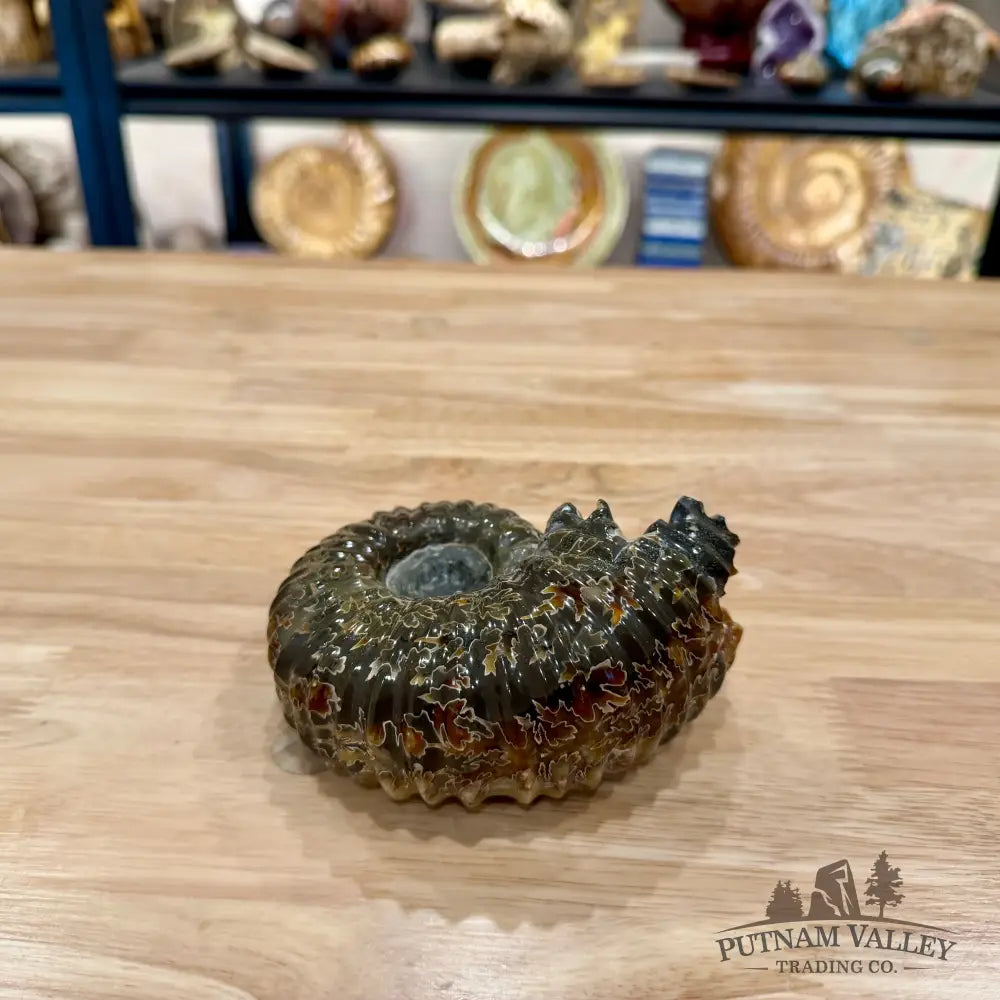Reserve Polished Douvilleiceras Ammonite 4.82’’ | Madagascar - Fossil Specimen