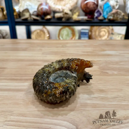 Reserve Polished Douvilleiceras Ammonite 4.82’’ | Madagascar - Fossil Specimen