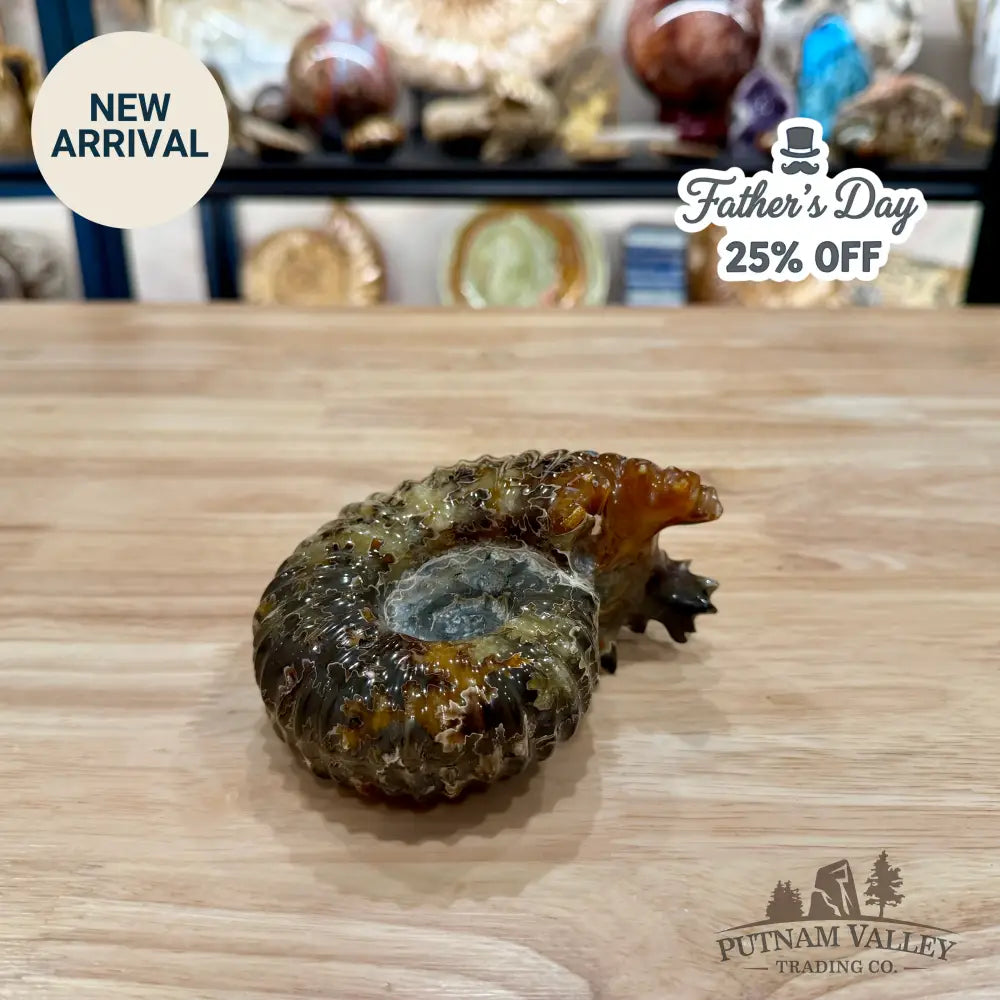 Reserve Polished Douvilleiceras Ammonite 4.82’’ | Madagascar - Fossil Specimen