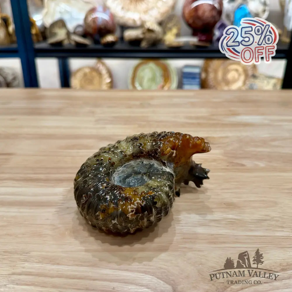 Reserve Polished Douvilleiceras Ammonite 4.82’’ | Madagascar - Fossil Specimen
