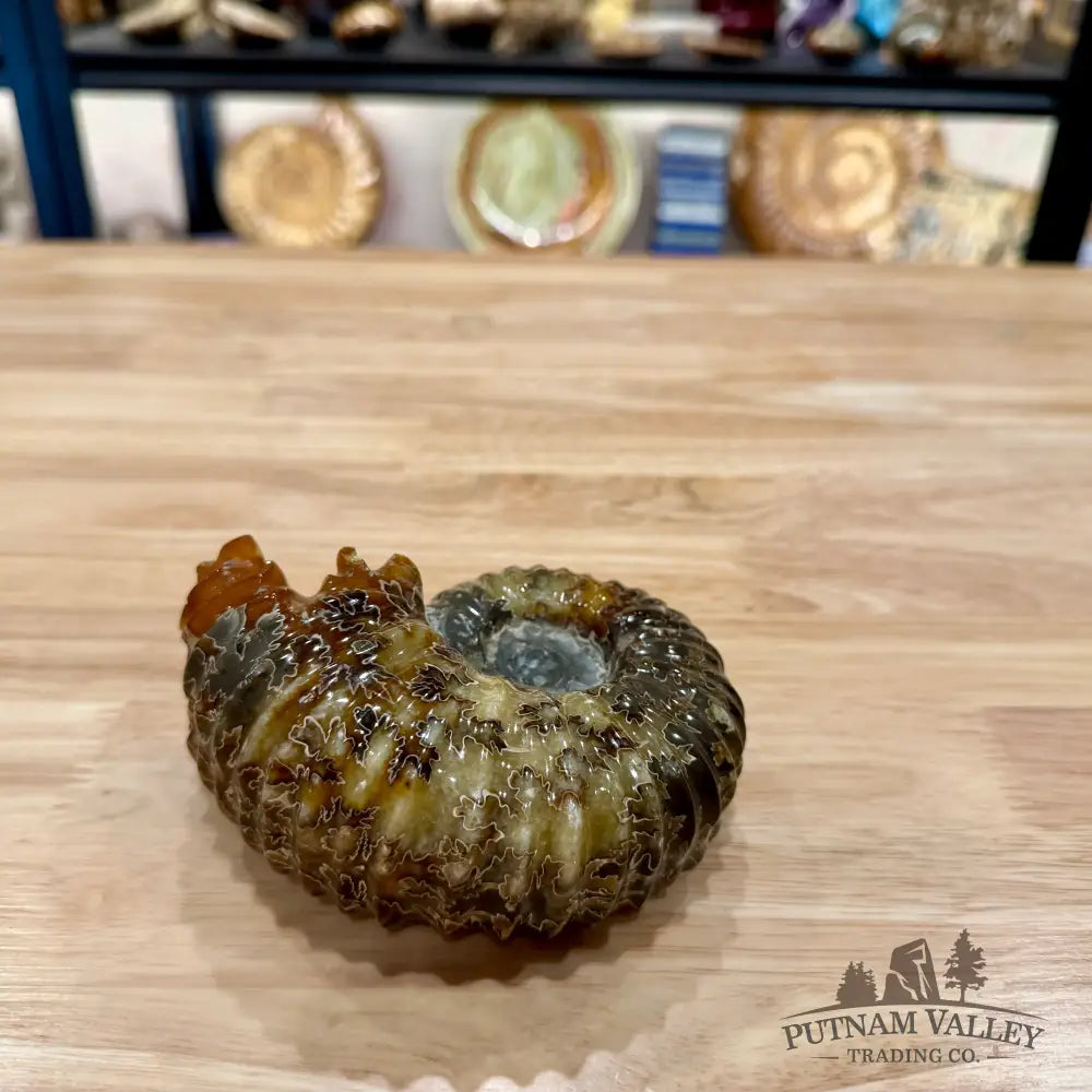Reserve Polished Douvilleiceras Ammonite 4.82’’ | Madagascar - Fossil Specimen