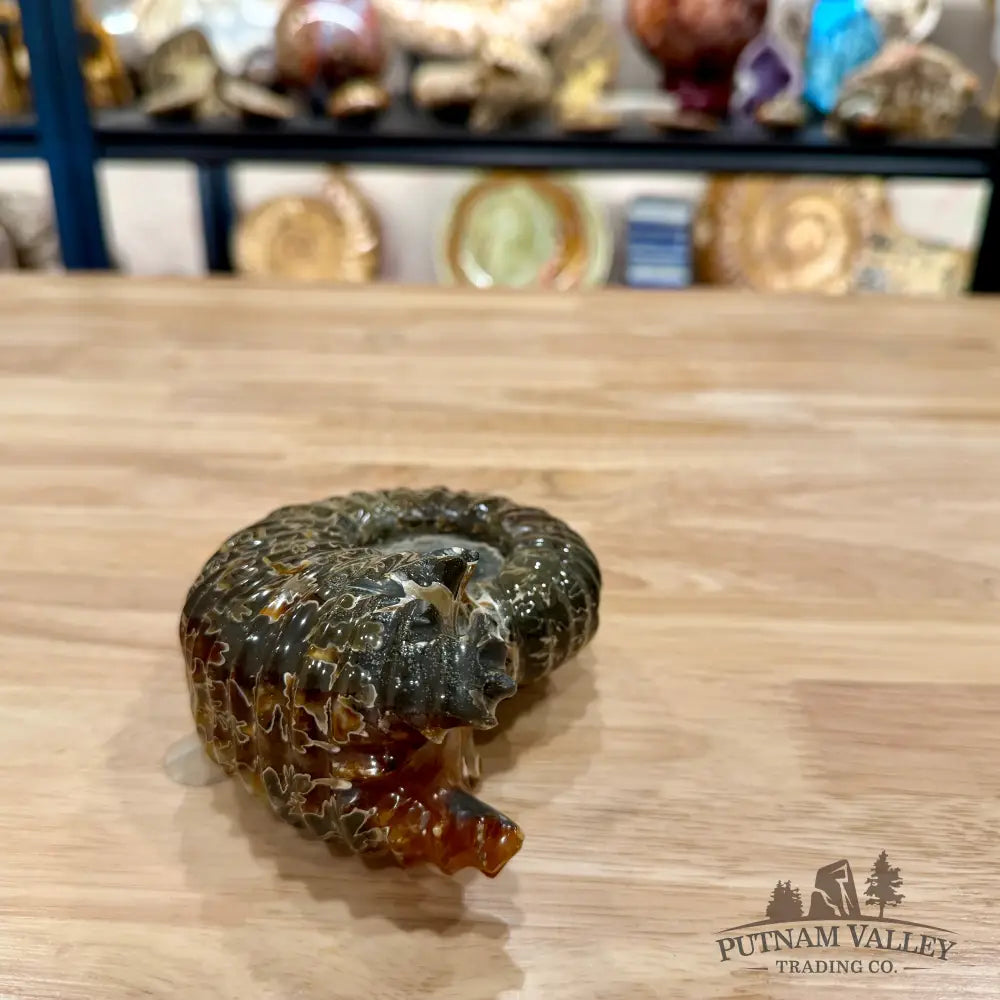 Reserve Polished Douvilleiceras Ammonite 4.82’’ | Madagascar - Fossil Specimen