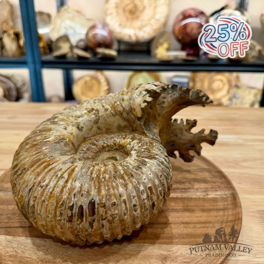 Reserve Polished Douvilleiceras Ammonite 8.35’’ | Madagascar - Fossil Specimen