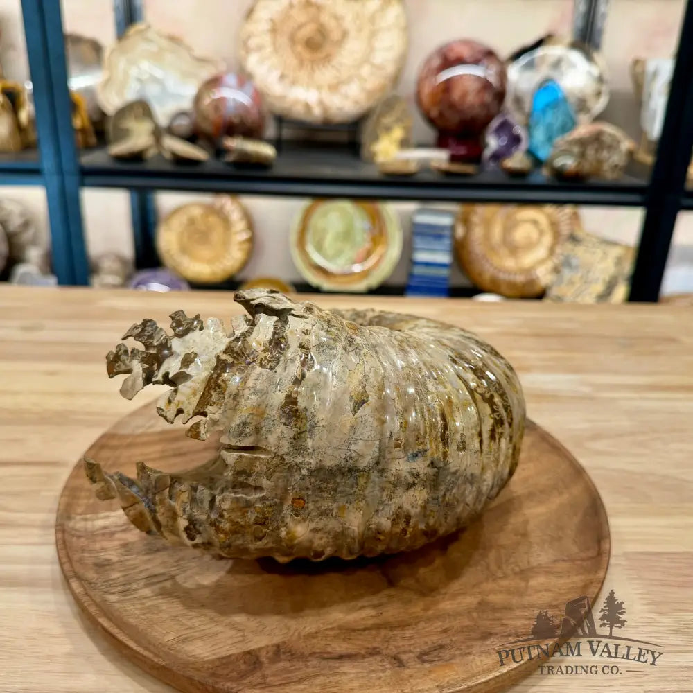 Reserve Polished Douvilleiceras Ammonite 8.35’’ | Madagascar - Fossil Specimen