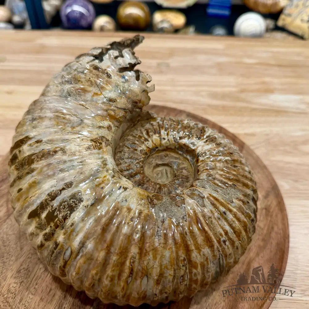Reserve Polished Douvilleiceras Ammonite 8.35’’ | Madagascar - Fossil Specimen