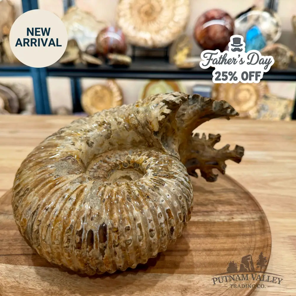 Reserve Polished Douvilleiceras Ammonite 8.35’’ | Madagascar - Fossil Specimen