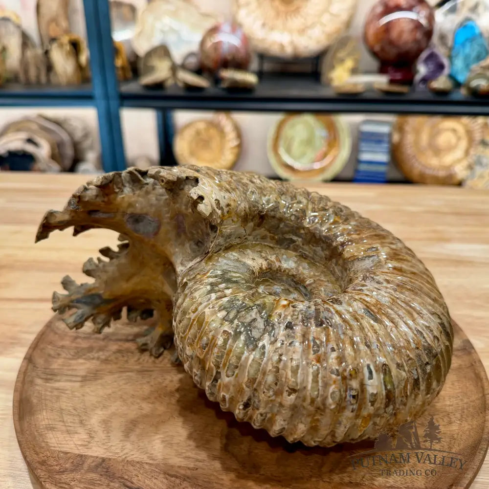 Reserve Polished Douvilleiceras Ammonite 8.35’’ | Madagascar - Fossil Specimen