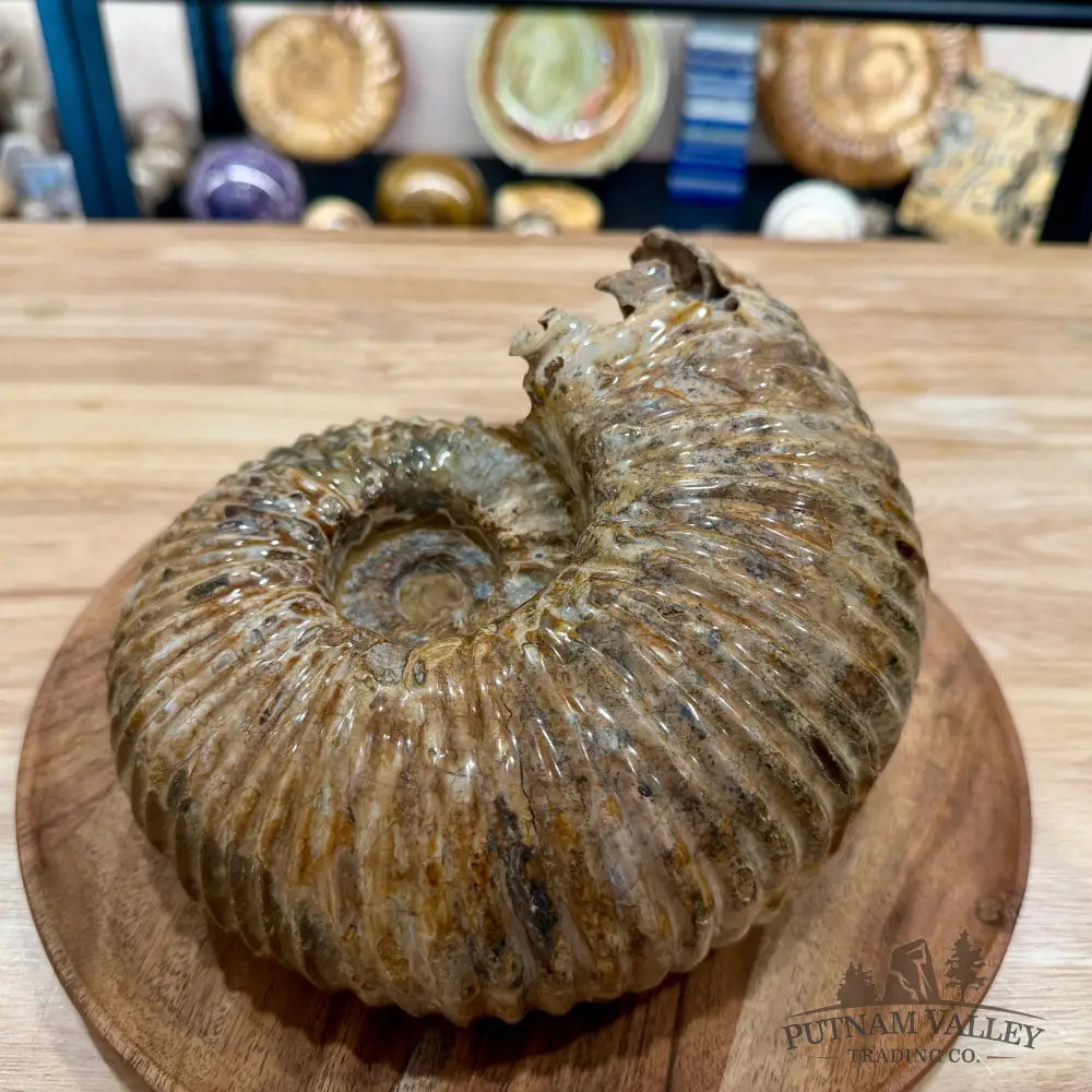 Reserve Polished Douvilleiceras Ammonite 8.35’’ | Madagascar - Fossil Specimen