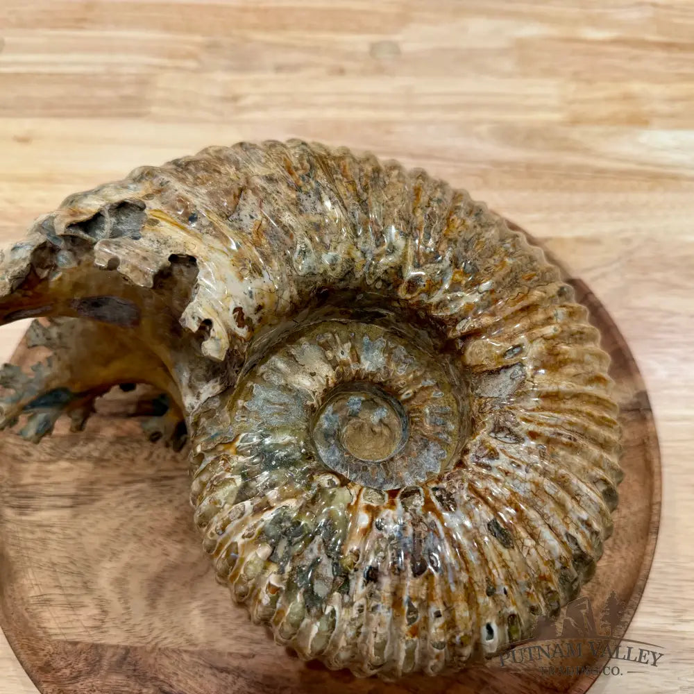 Reserve Polished Douvilleiceras Ammonite 8.35’’ | Madagascar - Fossil Specimen