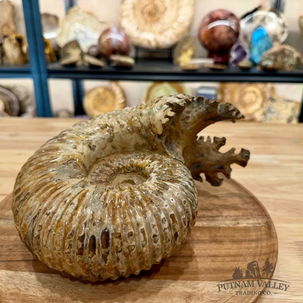 Reserve Polished Douvilleiceras Ammonite 8.35’’ | Madagascar - Fossil Specimen