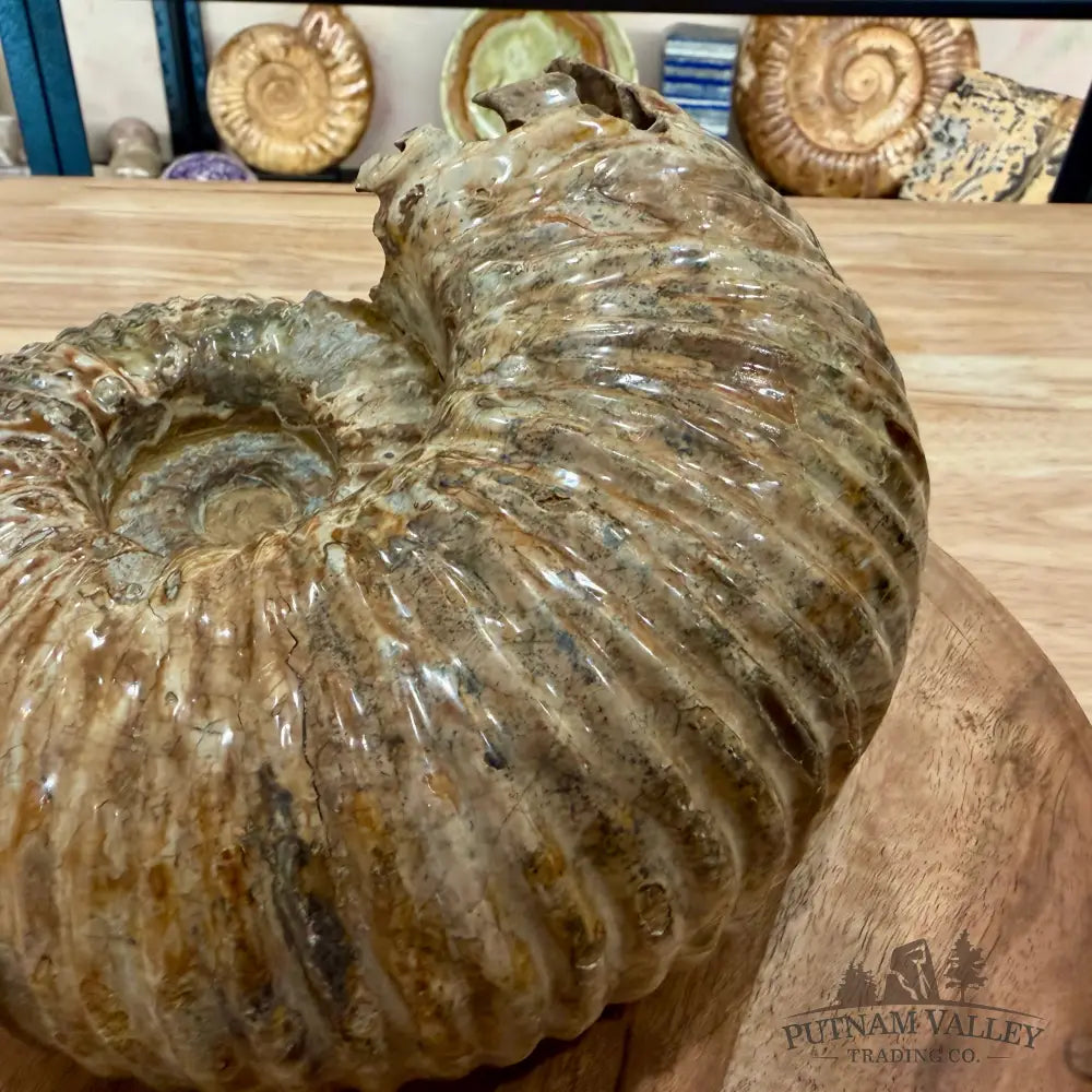 Reserve Polished Douvilleiceras Ammonite 8.35’’ | Madagascar - Fossil Specimen