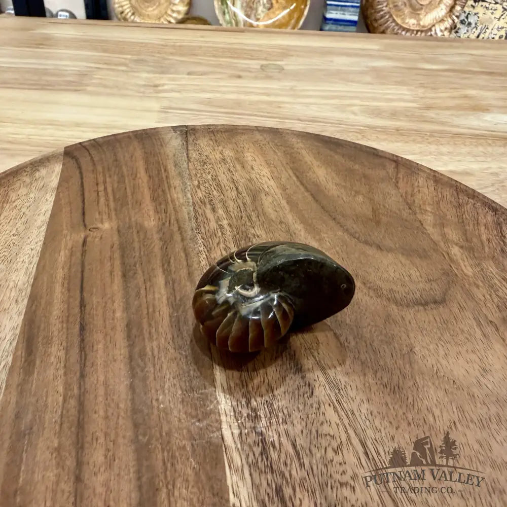 Reserve Polished Nautilus Cymatoceras Fossil 2.17’’ - Fossil Specimen
