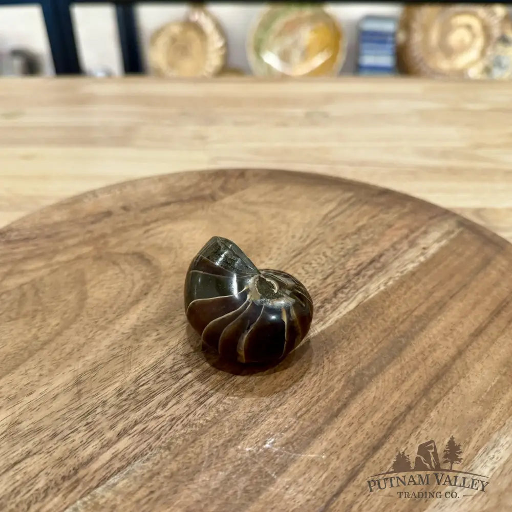 Reserve Polished Nautilus Cymatoceras Fossil 2.17’’ - Fossil Specimen