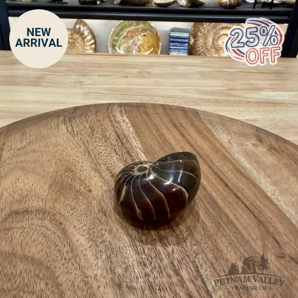 Reserve Polished Nautilus Cymatoceras Fossil 2.17’’ - Fossil Specimen