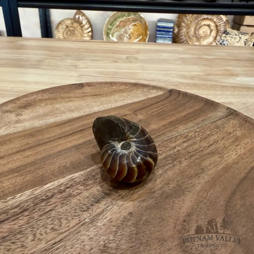 Reserve Polished Nautilus Cymatoceras Fossil 2.17’’ - Fossil Specimen