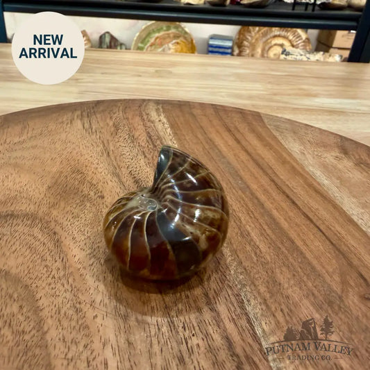 Reserve Polished Nautilus Cymatoceras Fossil 2.23’’ - Fossil Specimen