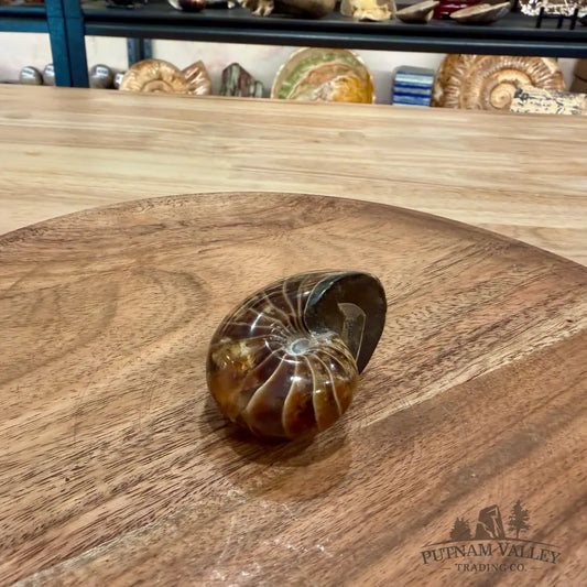 Reserve Polished Nautilus Cymatoceras Fossil 2.23’’ - Fossil Specimen