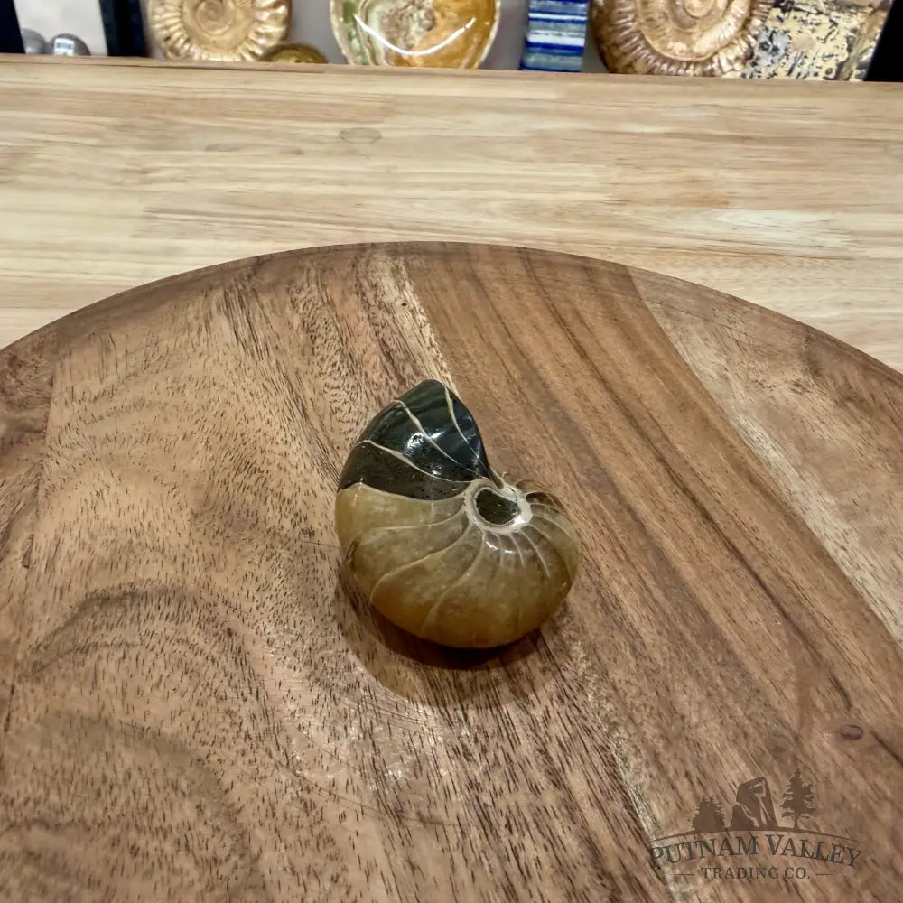 Reserve Polished Nautilus Cymatoceras Fossil 2.26’’ - Fossil Specimen