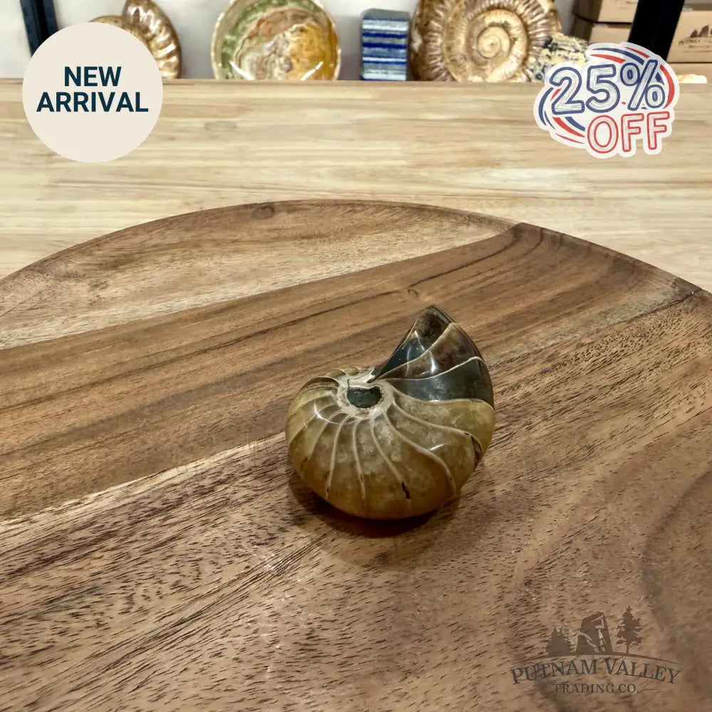 Reserve Polished Nautilus Cymatoceras Fossil 2.26’’ - Fossil Specimen