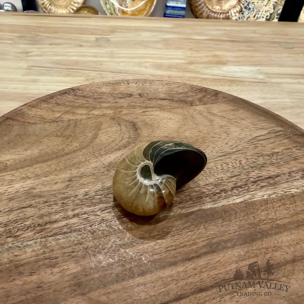 Reserve Polished Nautilus Cymatoceras Fossil 2.26’’ - Fossil Specimen
