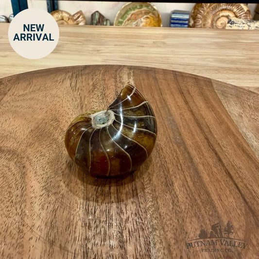 Reserve Polished Nautilus Cymatoceras Fossil 2.31’’ - Fossil Specimen