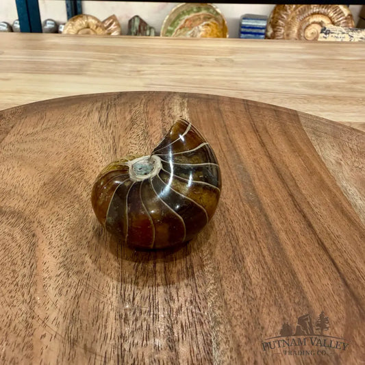 Reserve Polished Nautilus Cymatoceras Fossil 2.31’’ - Fossil Specimen