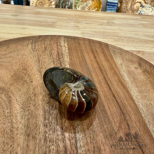 Reserve Polished Nautilus Cymatoceras Fossil 2.32’’ - Fossil Specimen