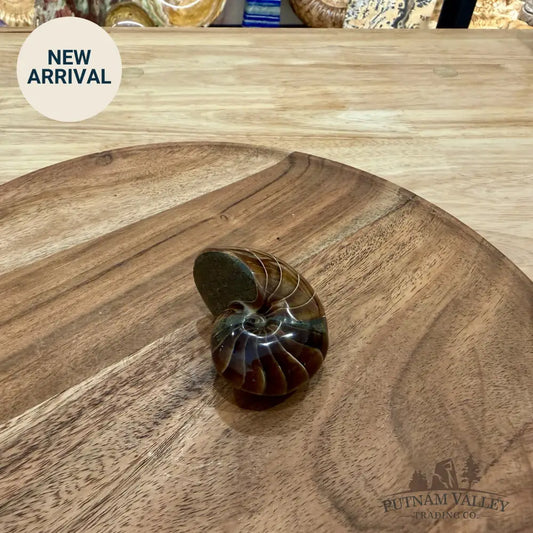 Reserve Polished Nautilus Cymatoceras Fossil 2.35’’ - Fossil Specimen