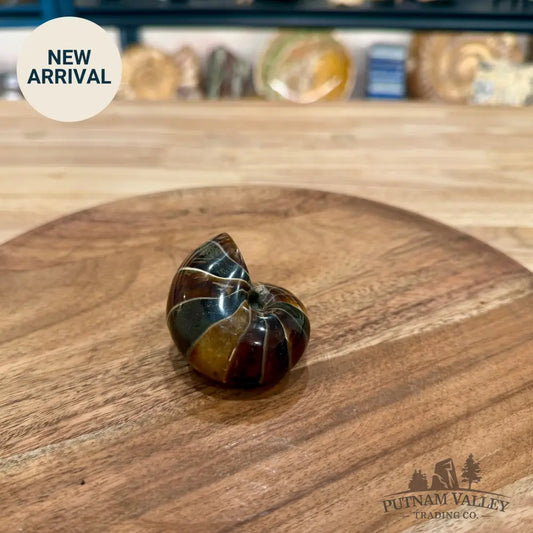Reserve Polished Nautilus Cymatoceras Fossil 2.49’’ - Fossil Specimen