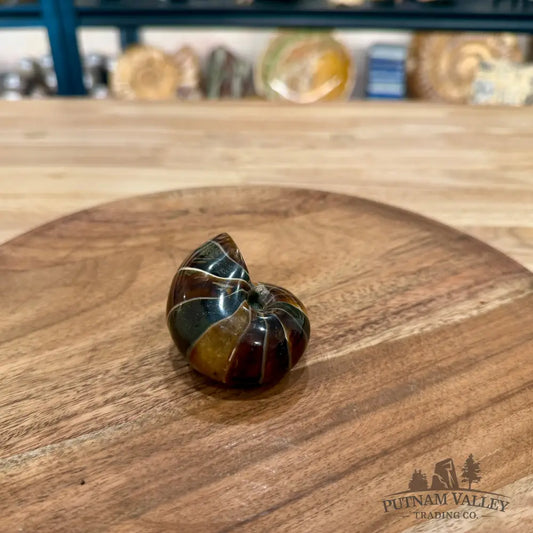Reserve Polished Nautilus Cymatoceras Fossil 2.49’’ - Fossil Specimen