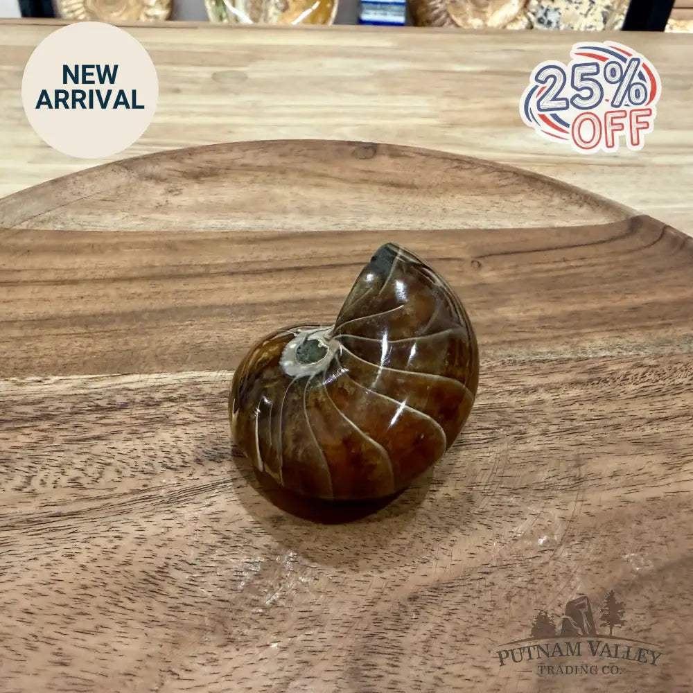 Reserve Polished Nautilus Cymatoceras Fossil 2.5’’ - Fossil Specimen