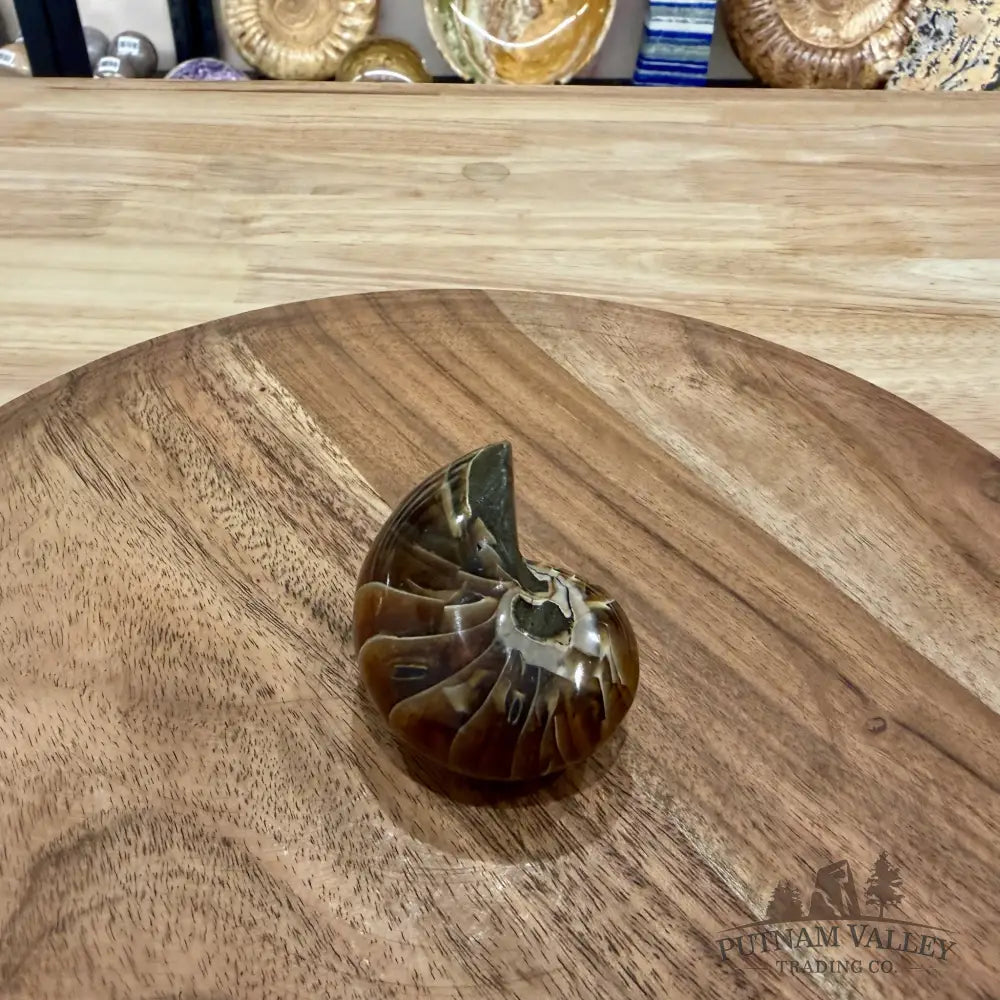 Reserve Polished Nautilus Cymatoceras Fossil 2.5’’ - Fossil Specimen