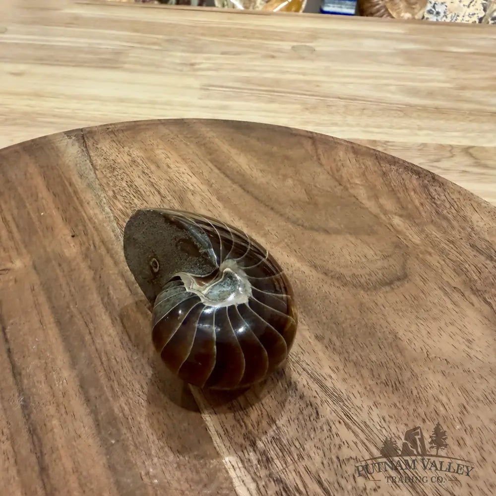 Reserve Polished Nautilus Cymatoceras Fossil 2.51’’ - Fossil Specimen