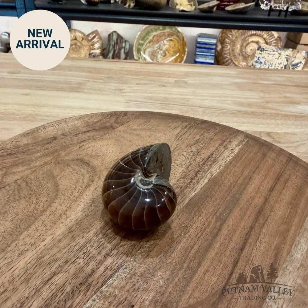 Reserve Polished Nautilus Cymatoceras Fossil 2.51’’ - Fossil Specimen