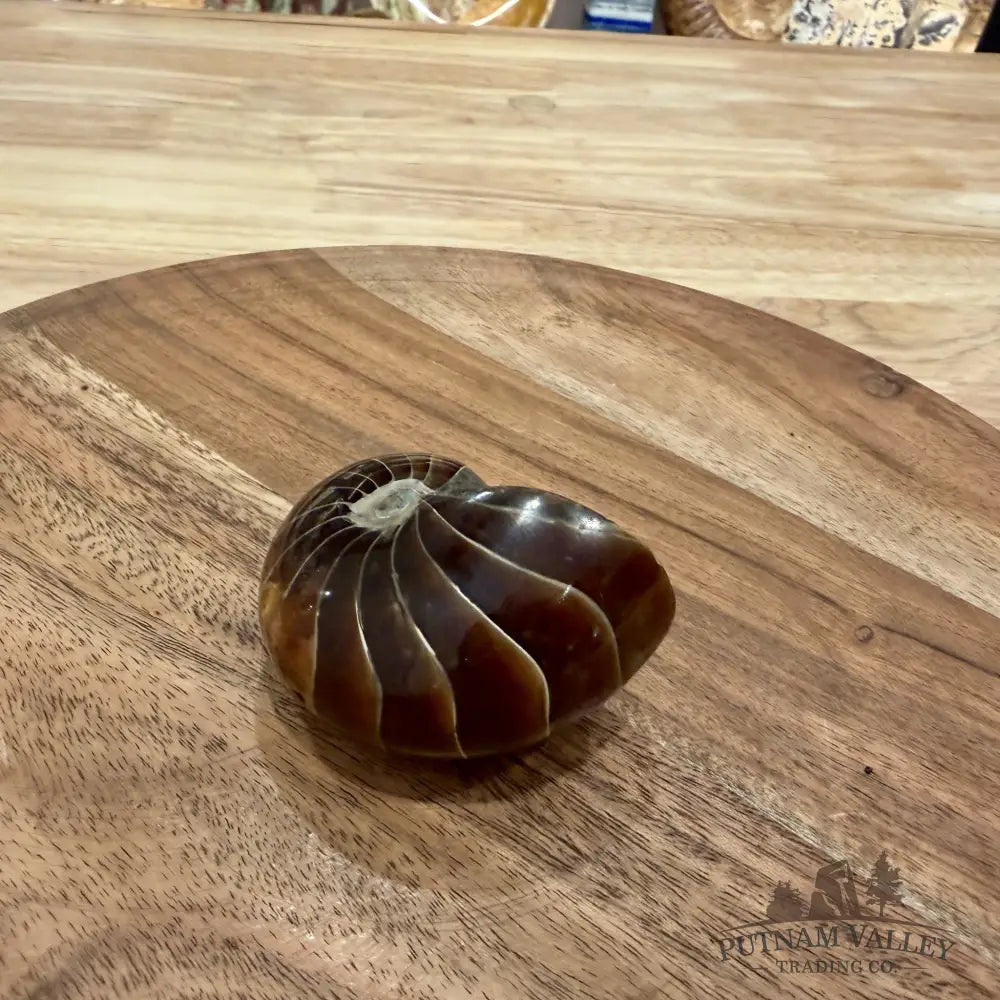Reserve Polished Nautilus Cymatoceras Fossil 2.51’’ - Fossil Specimen