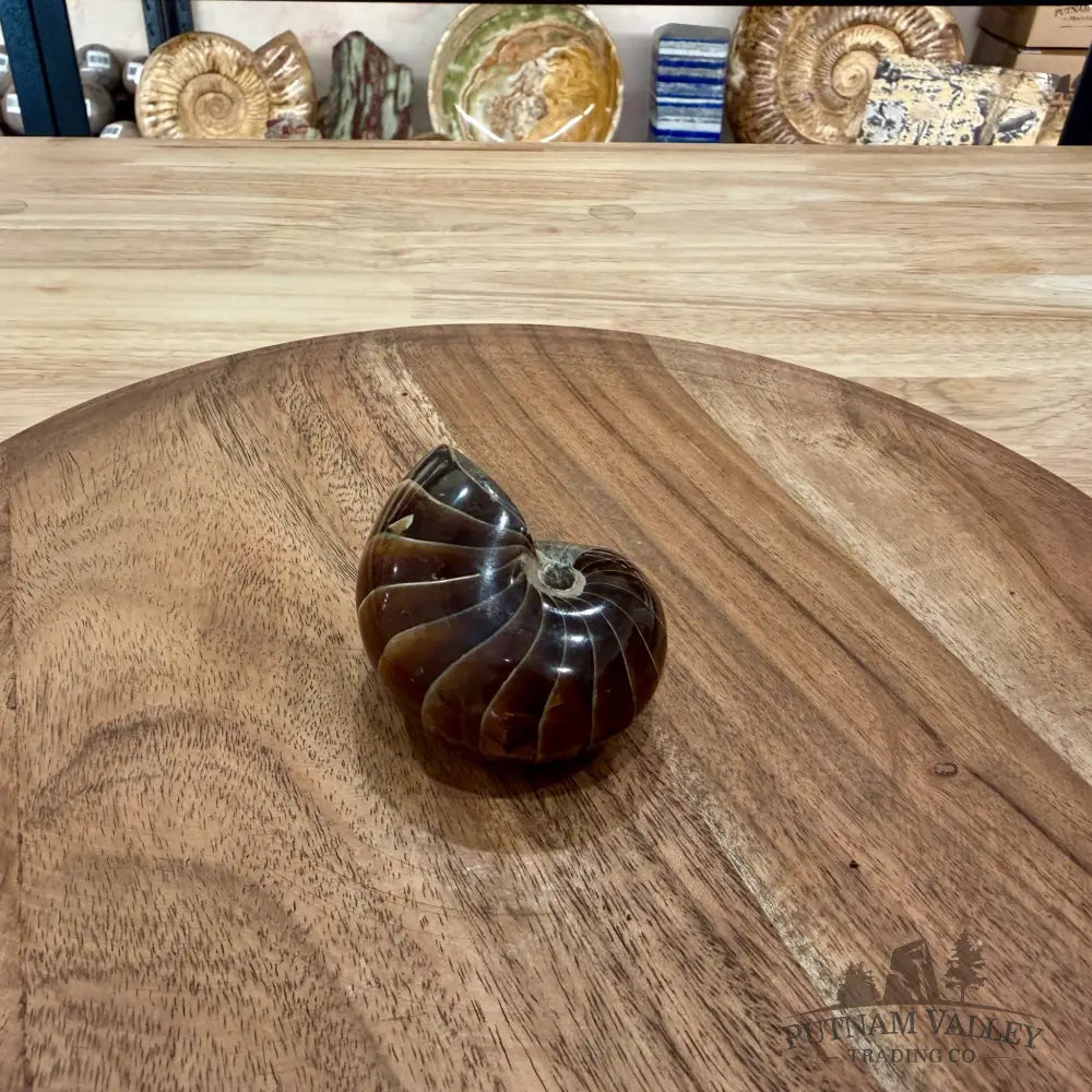 Reserve Polished Nautilus Cymatoceras Fossil 2.51’’ - Fossil Specimen