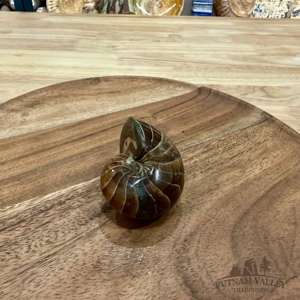Reserve Polished Nautilus Cymatoceras Fossil 2.57’’ - Fossil Specimen