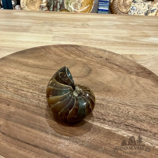 Reserve Polished Nautilus Cymatoceras Fossil 2.57’’ - Fossil Specimen
