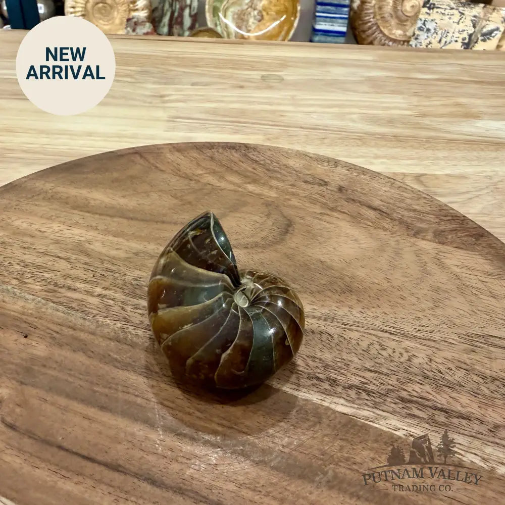 Reserve Polished Nautilus Cymatoceras Fossil 2.57’’ - Fossil Specimen